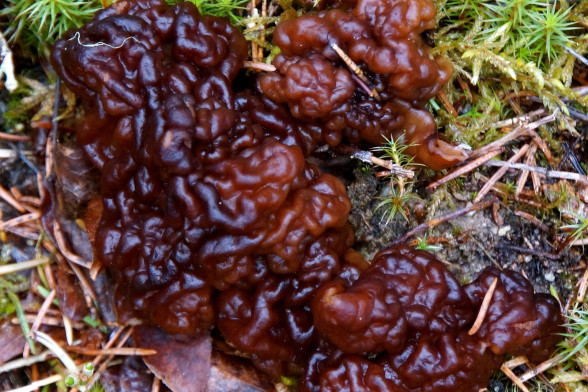 False Morel