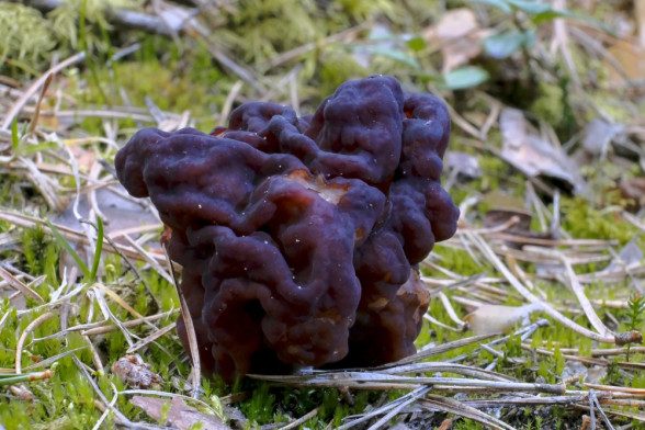 False Morel