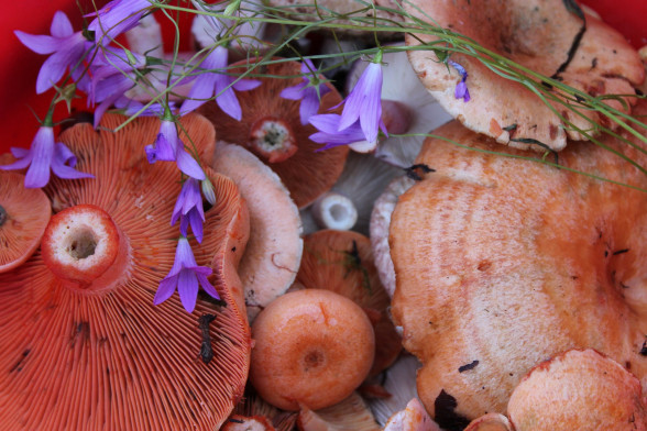 Saffron Milk-cap