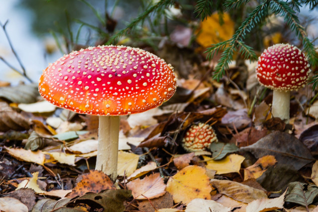 Мухоморы (Amanita)