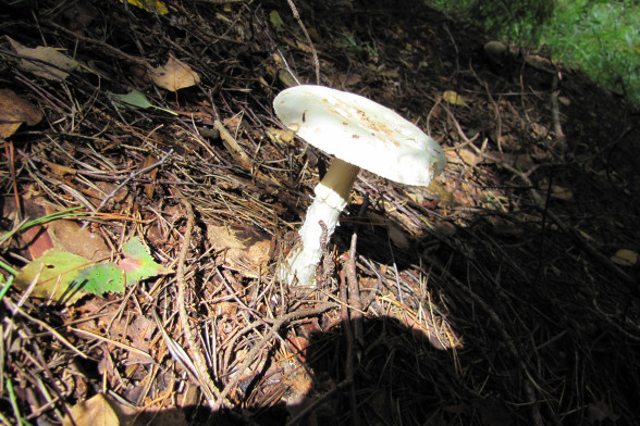 Marsh Mushroom /Amanita/