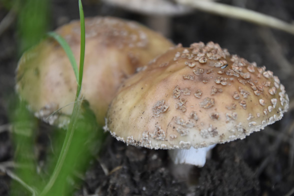 Marsh Mushroom /Amanita/