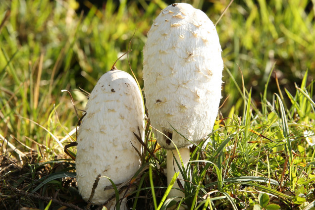 Shaggy Mane 