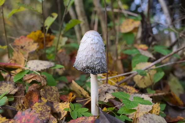 Shaggy Mane 