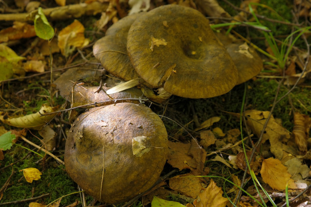 Ugly Milk-Cap /Lactarius turpis/