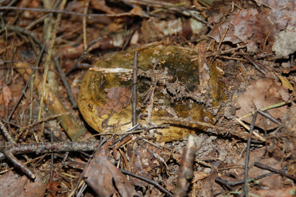 Ugly Milk-Cap /Lactarius turpis/