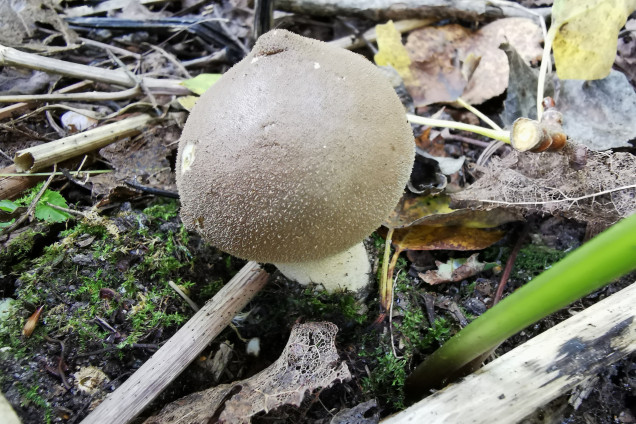Common Puffball 