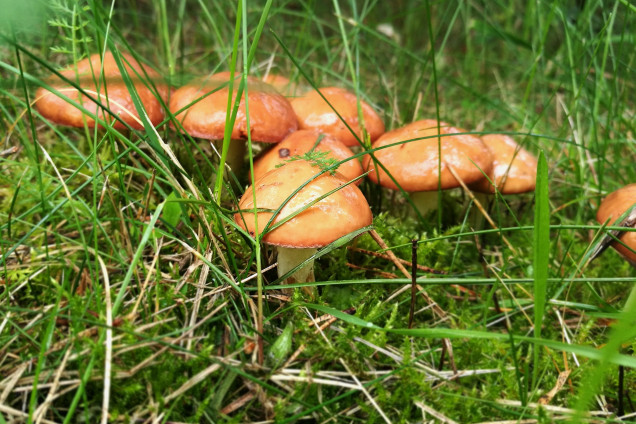 Slippery Jack Mushroom 