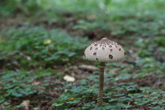 Parasol Mushroom 