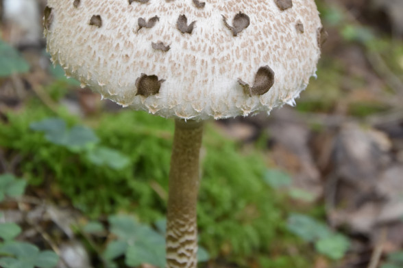 Parasol Mushroom 