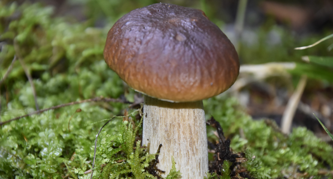Porcini Mushrooms