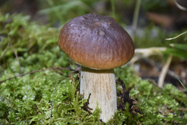Porcini Mushrooms