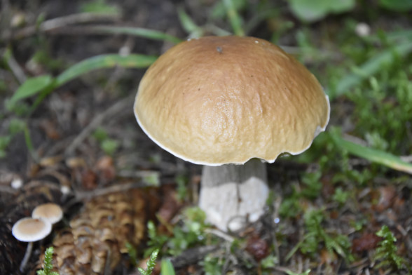 Porcini Mushrooms