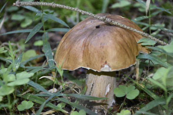 Porcini Mushrooms