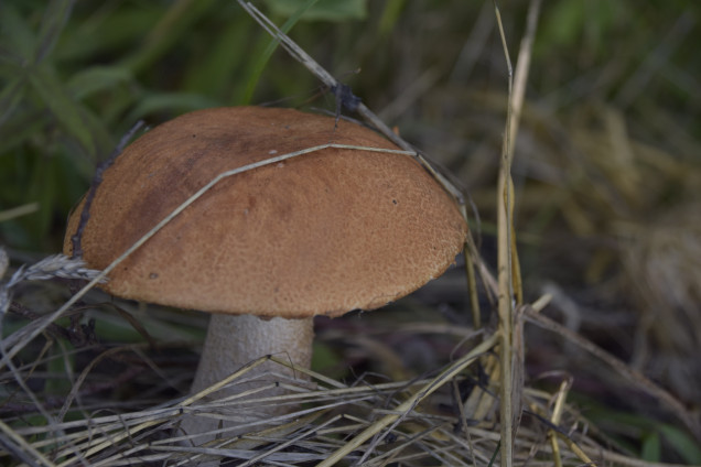 Boletes