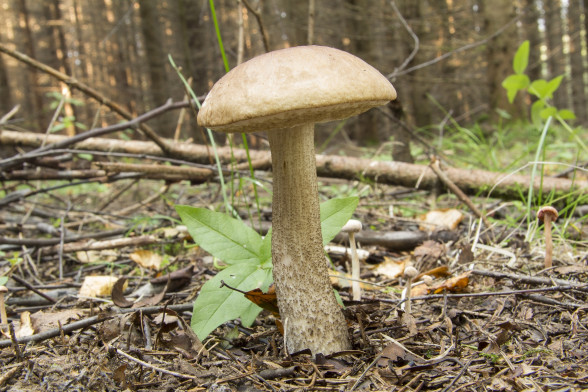 Boletes
