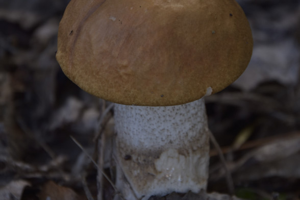Boletes