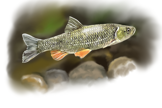 Голавль /Squalius cephalus/