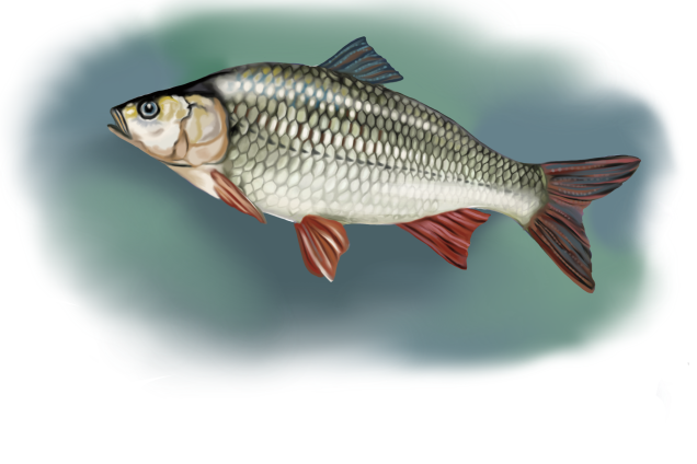 Язь /Leuciscus idus/