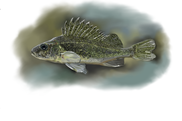 Обыкновенный ёрш /Gymnocephalus cernuus/