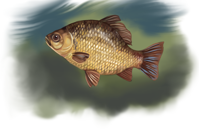 Золотой карась /Carassius carassius/