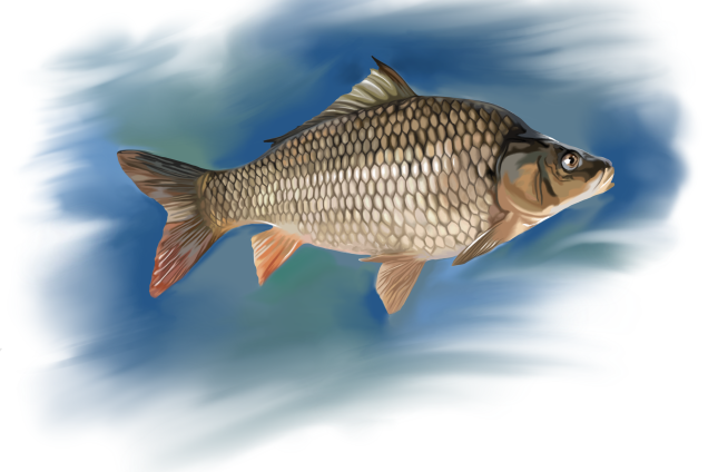 Европейский карп /Cyprinus carpio/