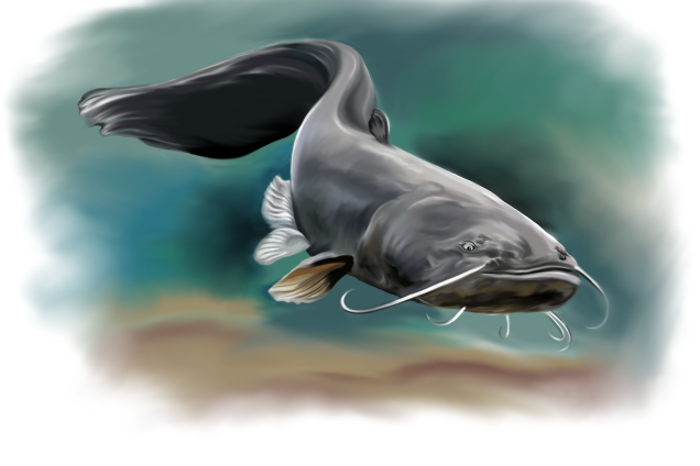 Европейский сом /Silurus glanis/