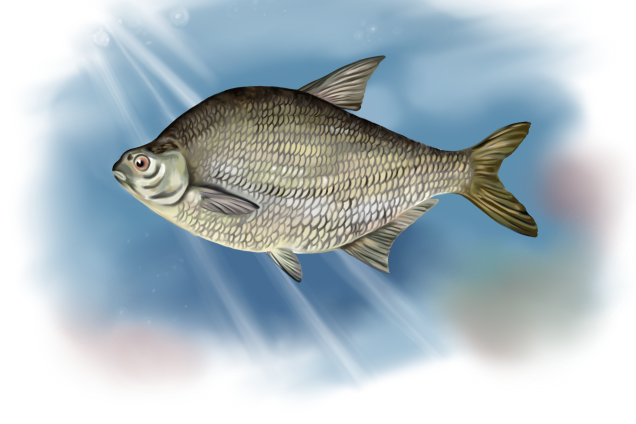 Common Bream /Abramis brama/