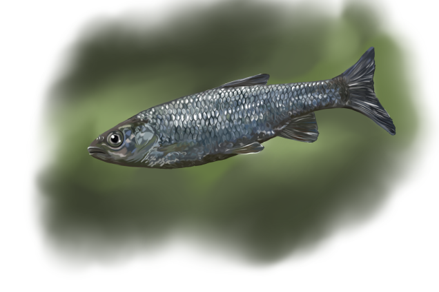 Уклейка /Alburnus alburnus/