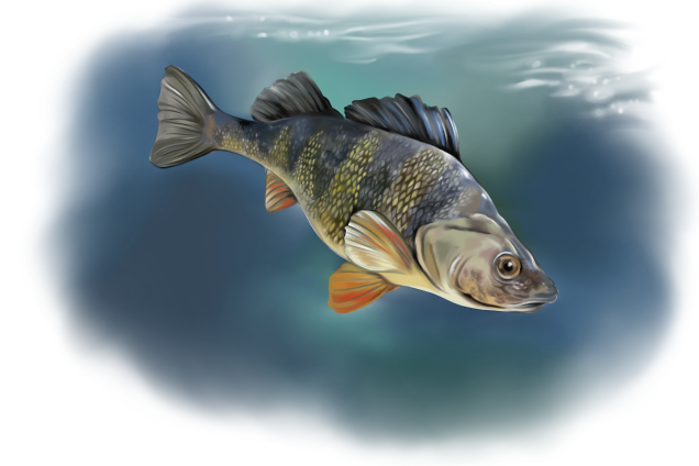 European Perch /Perca fluviatilis/