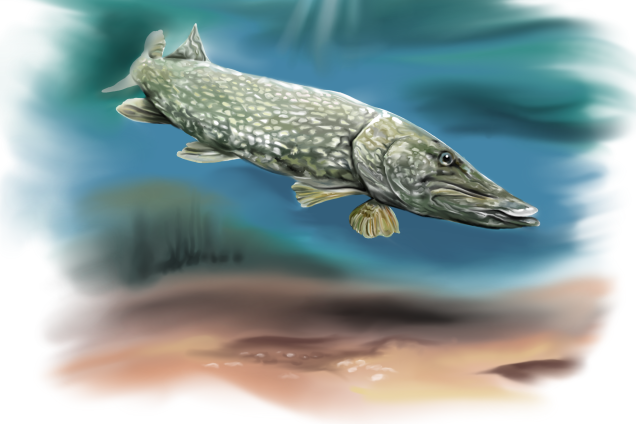 Обыкновенная щука /Esox lucius/