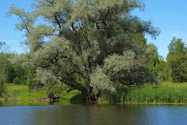Ива белая /Salix alba/
