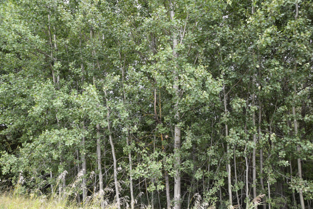 Осина обыкновенная /Populus tremula/