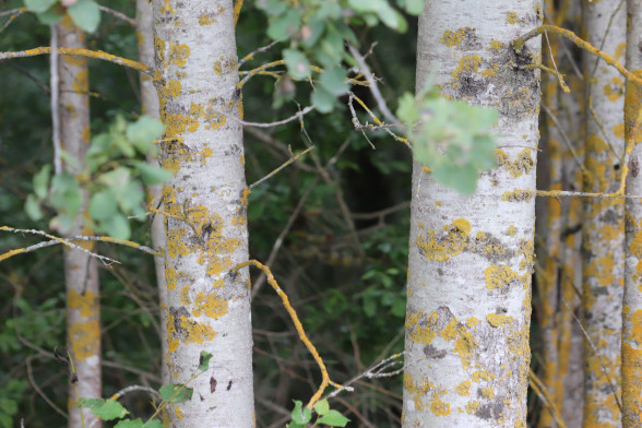 Quaking Aspen /Populus tremula/