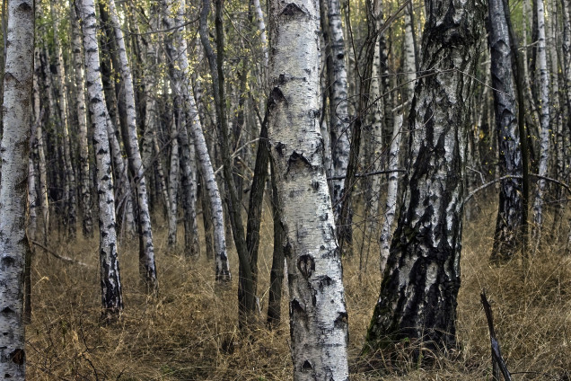Береза повислая /Betula pendula/