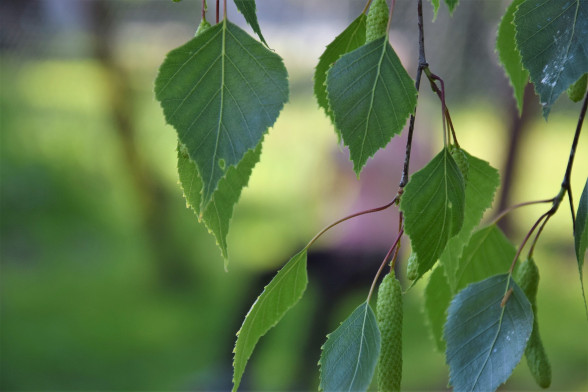 Silver Birch /Betula pendula/