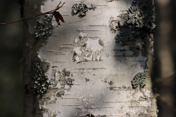 Silver Birch /Betula pendula/