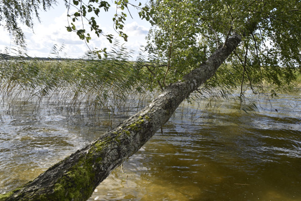 Silver Birch /Betula pendula/