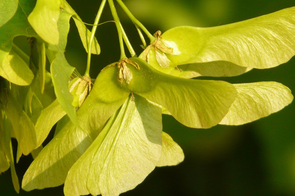 Клен обыкновенный /Acer platanoides/