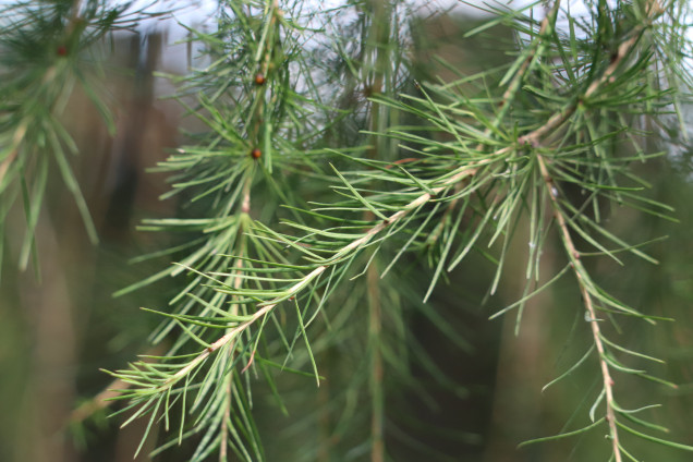 Лиственница европейская /Larix decidua/