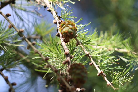 Лиственница европейская /Larix decidua/