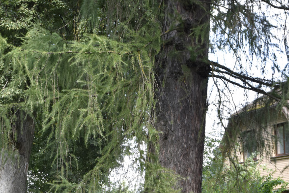 Лиственница европейская /Larix decidua/
