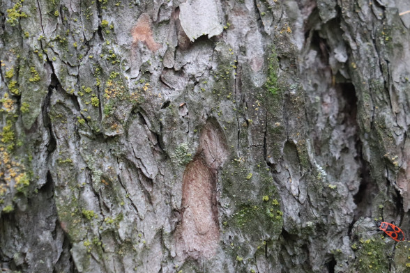 Лиственница европейская /Larix decidua/