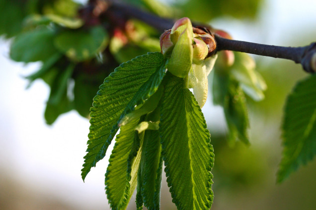 Вяз обыкновенный /Ulmus glabra/