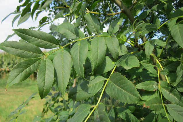 Ясень обыкновенный /Fraxinus excelsior/