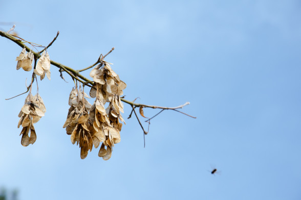 Ясень обыкновенный /Fraxinus excelsior/