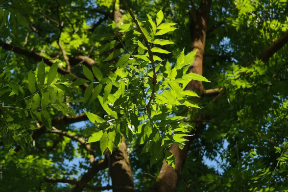Ясень обыкновенный /Fraxinus excelsior/