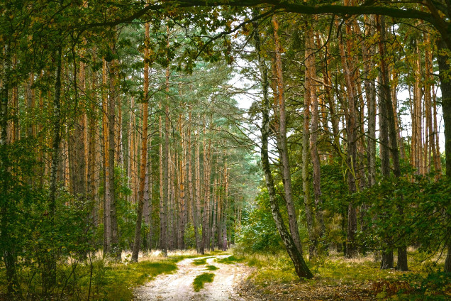 Сосна обыкновенная /Pinus sylvestris L./