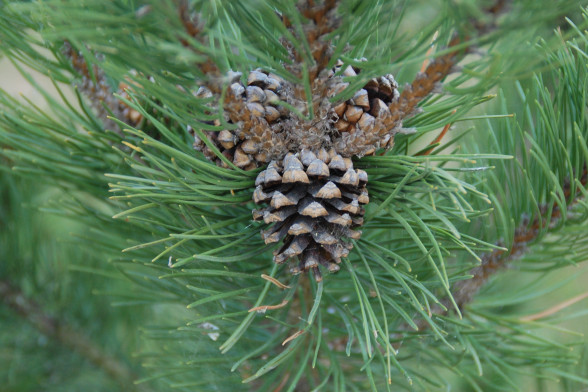Baltic Pine /Pinus sylvestris L./