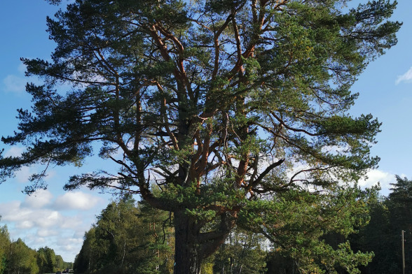 Baltic Pine /Pinus sylvestris L./